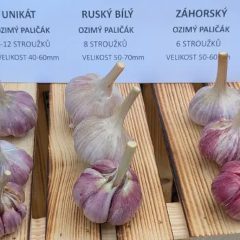 Prodám česnek